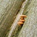 Velvet stem Flammulina velutipes on a tree trunk Royalty Free Stock Photo