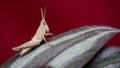 Velvet-striped Grasshopper sitting on a colorful leaf beautiful stock photo