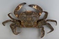 Velvet swimming crab Royalty Free Stock Photo