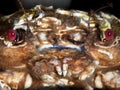 Velvet swimming crab, Necora puber Royalty Free Stock Photo