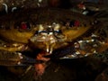 Velvet swimming crab, Necora puber Royalty Free Stock Photo