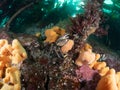 Velvet swimming crab, Necora puber. Farne Islands, East coast, England Royalty Free Stock Photo