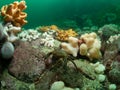 Velvet swimming crab, Necora puber. Farne Islands, East coast, England Royalty Free Stock Photo