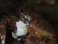 Velvet swimming crab, Necora puber..Loch Long. Diving, Scotland Royalty Free Stock Photo