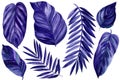 Velvet Violet tropical leaves on white background. Watercolor floral tropic illustration. Jungle foliage elements.