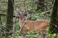 Velvet Whitetail Deer Buck in Cades Cove GSMNP Royalty Free Stock Photo