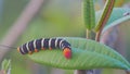 A velvet worm moving on a leaf