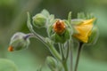 Chinese jute Abutilon theophrasti, yellow flower Royalty Free Stock Photo