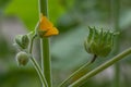 Chinese jute Abutilon theophrasti, yellow flowers and buds Royalty Free Stock Photo