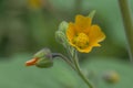 Chinese jute Abutilon theophrasti, a yellow flower Royalty Free Stock Photo