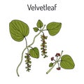 Velvetleaf Cissampelos pareira , medicinal plant Royalty Free Stock Photo