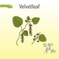 Velvetleaf Cissampelos pareira , medicinal plant Royalty Free Stock Photo