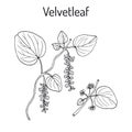 Velvetleaf Cissampelos pareira , medicinal plant Royalty Free Stock Photo