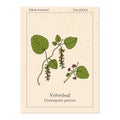 Velvetleaf Cissampelos pareira , medicinal plant Royalty Free Stock Photo