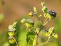 Velvetleaf plant with flowers and pods, Abutilon theophrasti Royalty Free Stock Photo