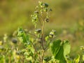 Velvetleaf plant with flowers and pods, Abutilon theophrasti Royalty Free Stock Photo