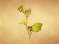 Velvetleaf plant with flowers and pods on old paper background