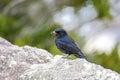 Velvety-black tyrant, Caraca natural park, Minas Gerais, Brazil