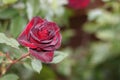 Velvety burgundy rose