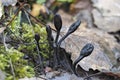 The Velvety Earthtongue (Trichoglossum hirsutum) is an inedible mushroom