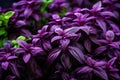 Velvety Purple basil herbs plant. Generate Ai