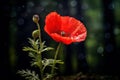 Velvety Red poppy flower. Generate Ai Royalty Free Stock Photo
