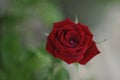 Velvety Valentine Perfect Red Rose Royalty Free Stock Photo