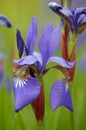 Velvety violet blue Siberian Iris Sibirica L. `Tropic Night` flowers large detailed vertical blooming flower heads macro closeup