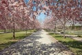 Cherry tree blossom with pink flower, empty path in Reggia di Venaria park in spring Royalty Free Stock Photo