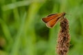 Venata moth