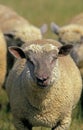 Vendeen Sheep, a French Breed, Female