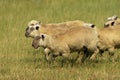 Vendeen Sheep, a French Breed, Herd standing in Meadow