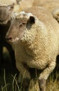 Vendeen Sheep, a French Breed, Herd standing in Meadow