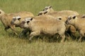 Vendeen Sheep, a French Breed, Herd standing in Meadow