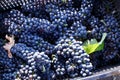 Vendemmia - grape harvest in a vineyard