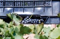 Vendemmia - grape harvest in a vineyard