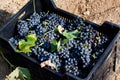 Vendemmia - grape harvest in a vineyard