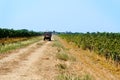 Vendemmia - grape harvest in a vineyard