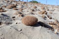 Vendicari - Alghe secche sulla spiaggia