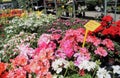 Geraniums for sale