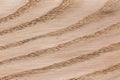 Veneer background for your design. Natural wooden texture, pattern. Royalty Free Stock Photo