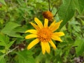 Characteristics of canyon sunflowers