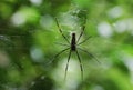 A venemous spider in his web Royalty Free Stock Photo