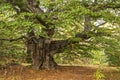 Venerable beech tree Royalty Free Stock Photo