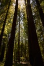 Venerable Giant Redwood Trees in Northern California Royalty Free Stock Photo