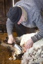 Venerable sheep shearer using hand tools in a Connecticut barn