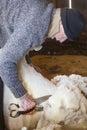 Venerable sheep shearer using hand tools in a Connecticut barn