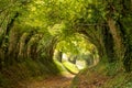 Halnaker tree tunnel in West Sussex UK with sunlight shining in. This is the ancient road from London to Chichester. Royalty Free Stock Photo