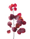 Venetian Sumach European Smoketree branch with autumn leaves isolated on a white background. Cotinus coggygria