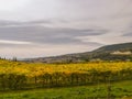 Scenic view of the freshly harvested grape fields in autumn in Valpolicella Royalty Free Stock Photo